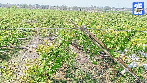 Flood-hit farms in Solapur district; farmers await government compensation