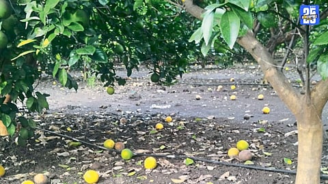 Heavy Rain Damages Mosambi