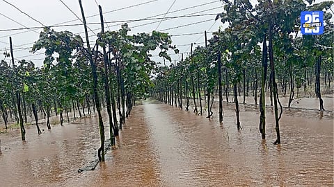 Crop Damage