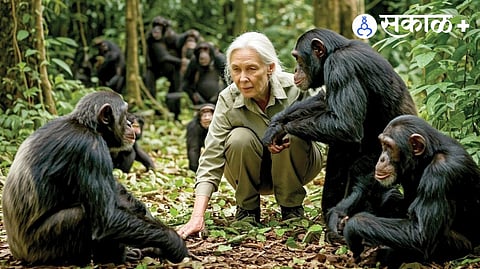 Jane Goodall Chimpanzee