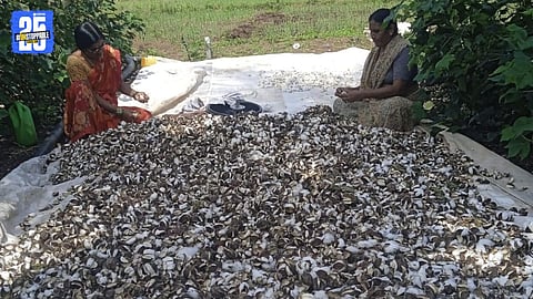 cotton loss by heavy rain