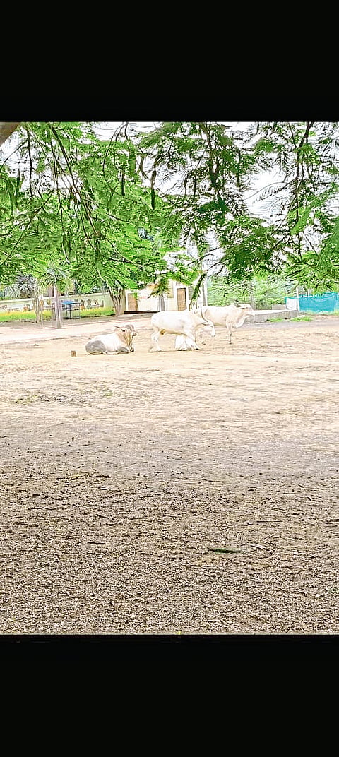 कानगाव येथील शाळेच्या आवारात मोकाट जनावरांचा वावर