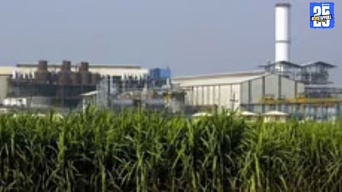 Record 16 Million Ton Sugarcane Crushing Expected in Solapur This Year