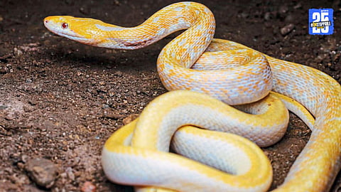 Unique Albino Tusker Discovered in Karad’s Old Yerwle Forest