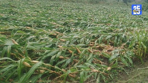 Agriculture News 