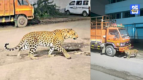 Leopard