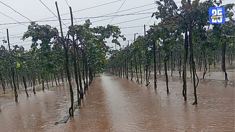 Grape Crops
