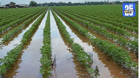 Soybean Prices