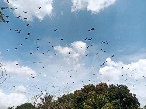 वृक्षतोडीमुळे हरपला पक्षांचा अधिवास