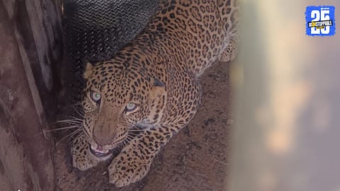 Junnar Leopard 