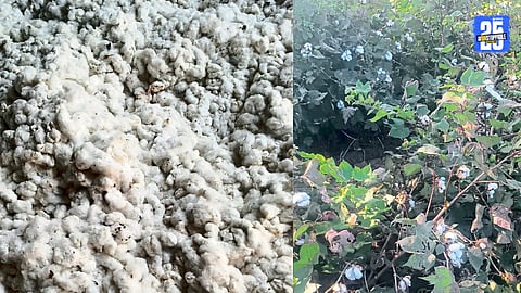 Cotton