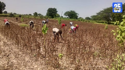 soyabean crop