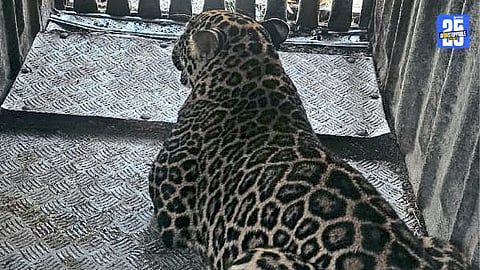 Leopard
