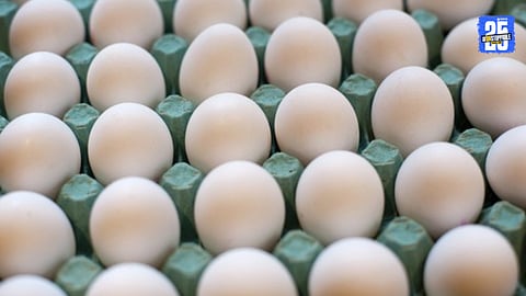 Egg