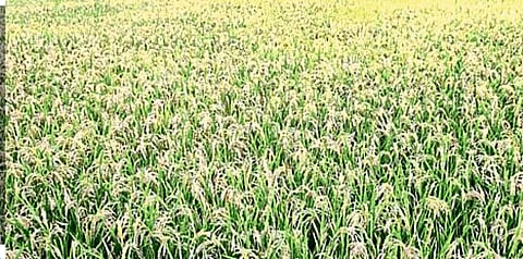 पावसामुळे पीवळ सोनं शेतात