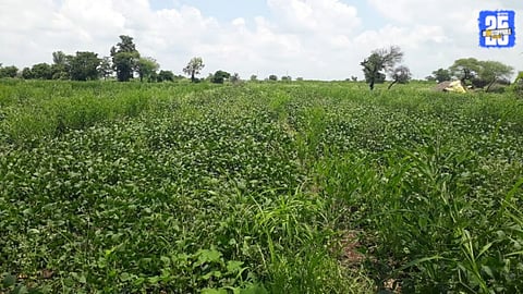 Soybean Crops