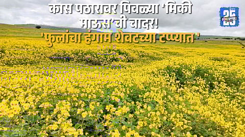 Satara Kas Pathar