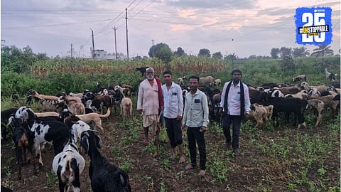 A Wave of Poisoning Kills 15 Sheep in Ambegaon's Tawarewadi; Shepherd Budha Choromale Suffers a Devastating Loss of ₹3 Lakhs.