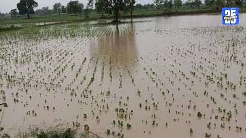 crop damage