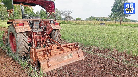 Onion Farmers in Sangamner Distressed After Crop Hit by Leaf Curl Disease