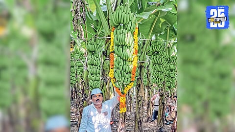 banana farming