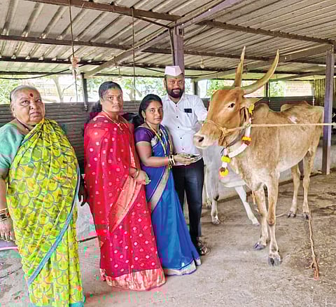 अवसरी बुद्रूक येथे गायवासराची पूजा