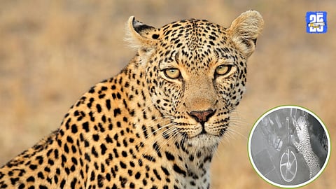Junnar Leopard: मांजरवाडीत घराच्या ओट्यावर पाच बिबटे; शेतकऱ्यांमध्ये भीती, वन विभागाने पिंजरे लावून बंदोबस्त करण्याची मागणी