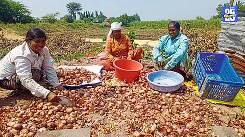 Onion farmers in Solapur face financial losses as Centre imposes export ban; Diwali celebrations overshadowed.