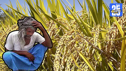 Rice Farming