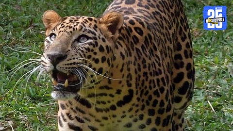 Leopard Kills Couple