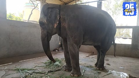 Supreme Court Committee Sets Conditions for Madhuri Elephant's Care at Nandani Math