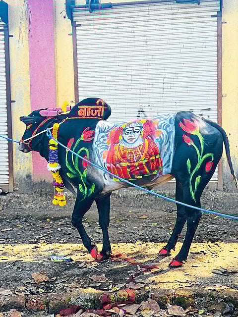 आगीवरून उड्या मारणाऱ्या गुरांचा लोभस देखावा