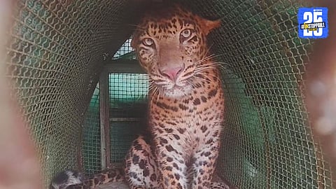 Leopard Falls Into Well