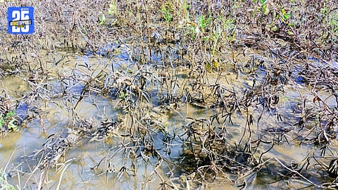 agriculture loss by rain