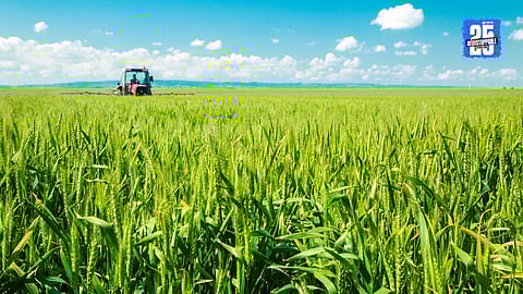 Rabi Crop