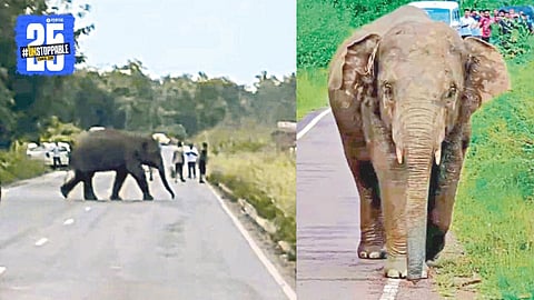 Mumbai-Goa Highway Elephant