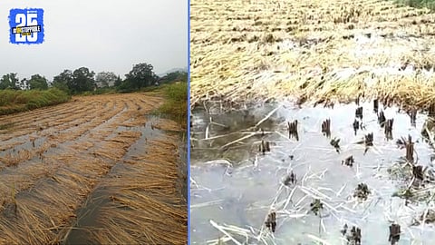 agriculture loss by heavy rain