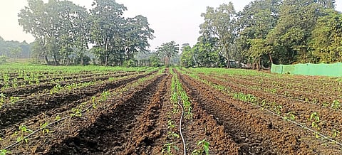 अवकाळीमुळे मिरची लागवडीला खोळंबा