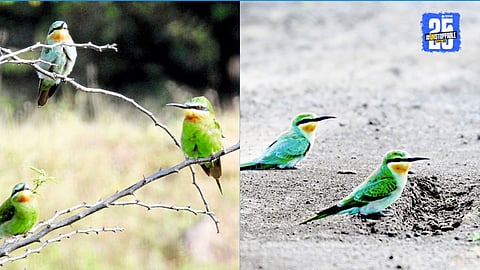 Flocks of Blue-Tailed Bee-Eaters seen hovering near Budhehal Lake — a treat for birdwatchers and photographers this winter.
