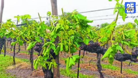 View of the damaged grape orchard in Korfale where herbicide spraying caused heavy loss.