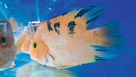 पाळीव प्राण्यांच्या दुनियेत रंगणार
‘सकाळ पेटोपिया’चा उत्सव