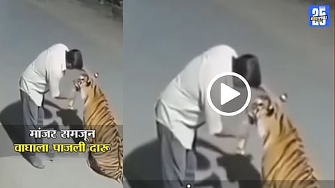 tiger treated like cat by drunk man he feed tiger alcohol