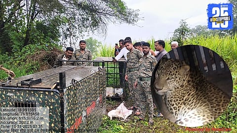 Female Leopard Shifted to Avasari Rescue Center  