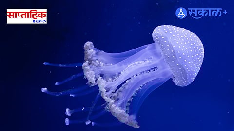 Jellyfish