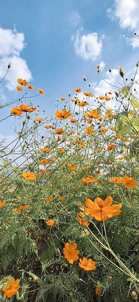 सौंदर्यामागे दडलाय पर्यावरणाचा शत्रू