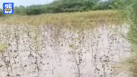 agriculture loss by heavy rain