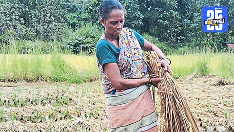 Konkan Rice Fields Damage