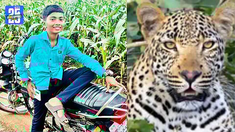 Tragedy in Pimparkhed: Child Mauled to Death by Leopard, Tension Erupts in Village