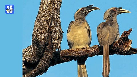 Amravati Bird Election