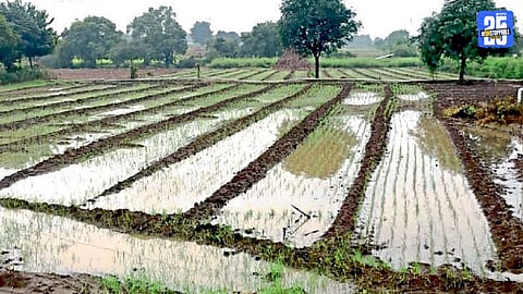 Rabi Crops